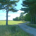 Edge of blueberry field at Deblois